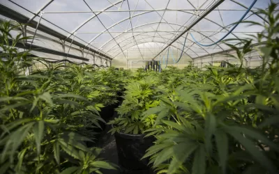 Did recalled Missouri cannabis products pose health risks? Regulators aren’t sure